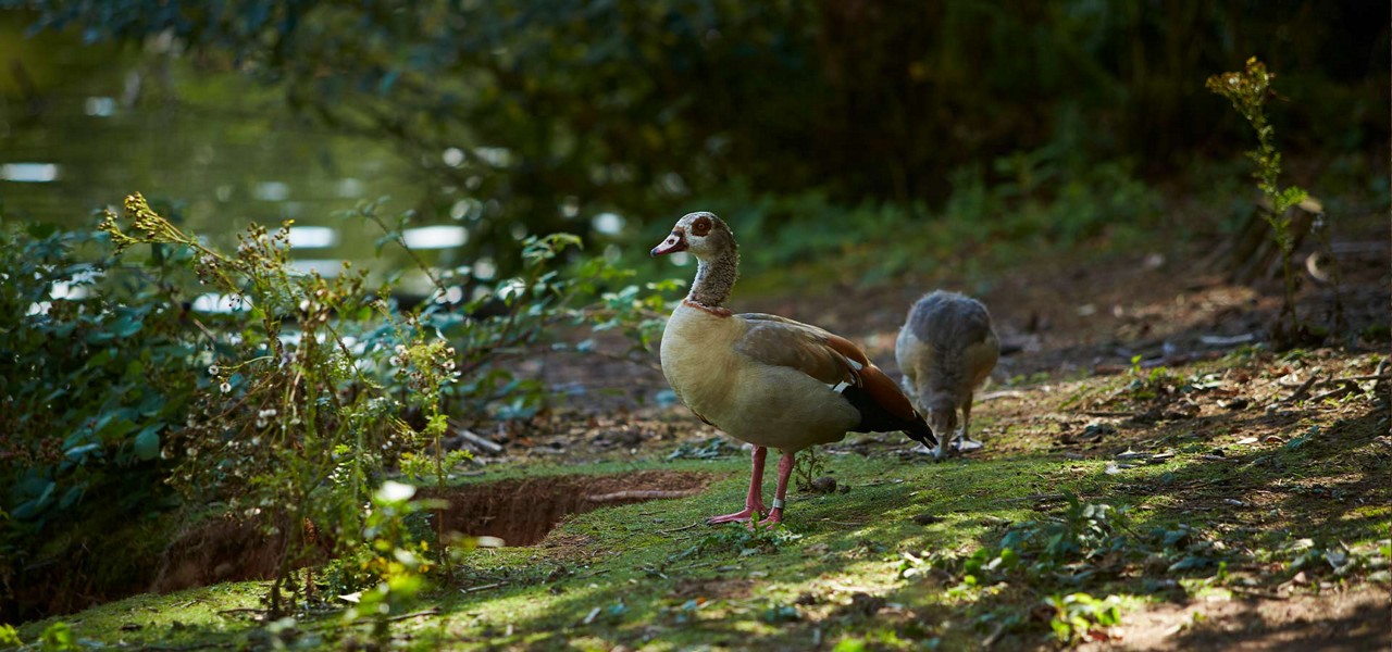 Ducks in the forest