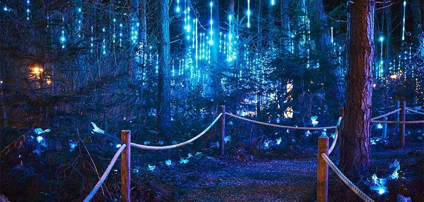 A path through the forest, lit up by lights on the trees