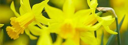 Yellow daffodils 