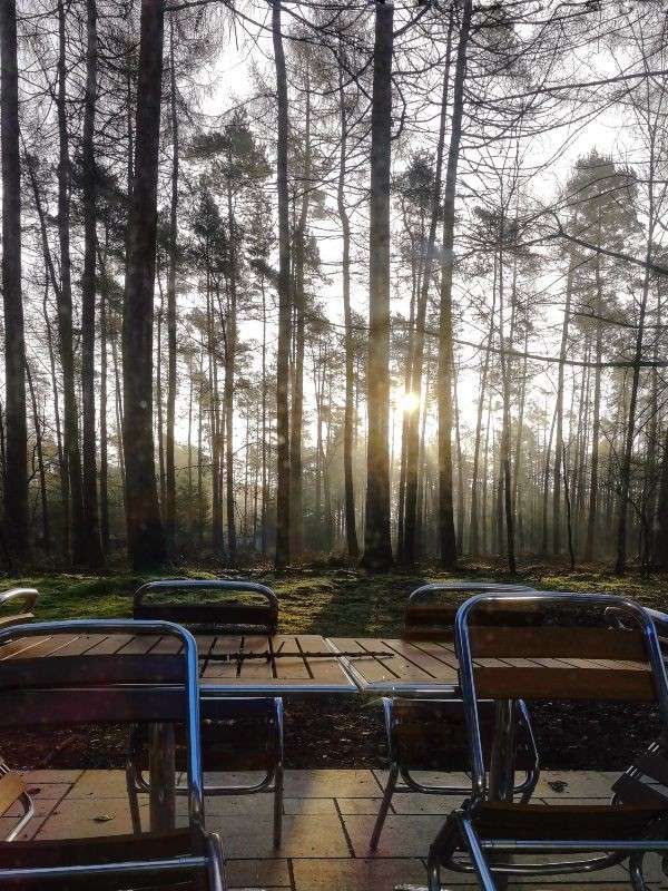 Empty café tables and metal chairs sit unused, catching early sunlight. In the background, tall pine trees rise in a misty forest, sunbeams filtering through trunks onto mossy ground.