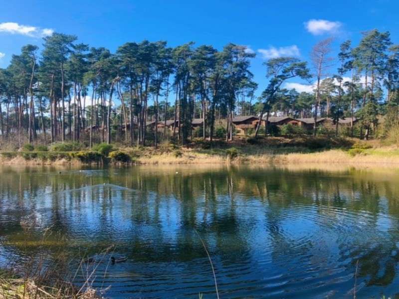 Trees and lodges around a lake