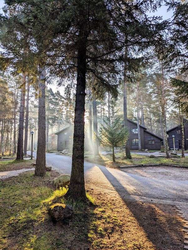 Trees and woodland lodges