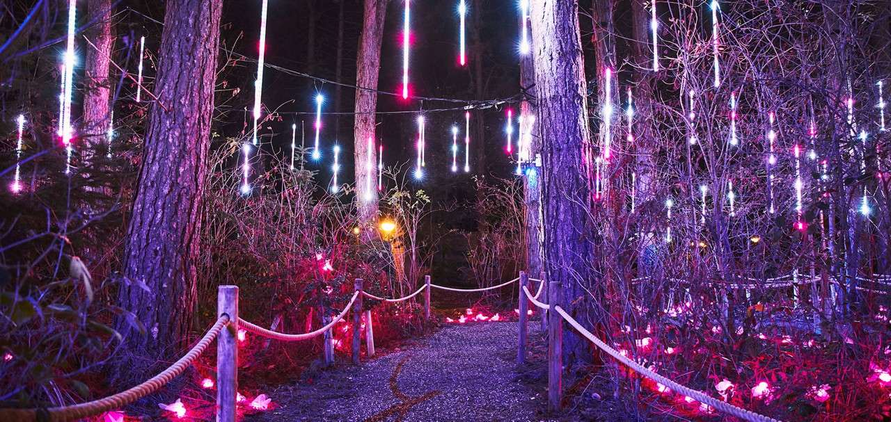 Winter Forest Lights walkway