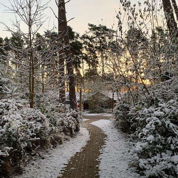 A path in the snowy forest 