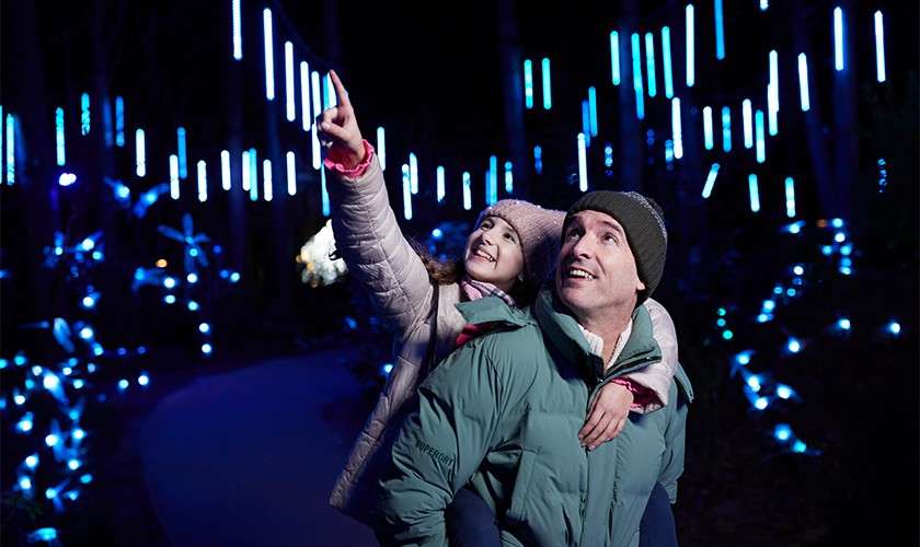 A little girl on her Dad's back walking through the Enchanted Light Garden looking up at the lights. 