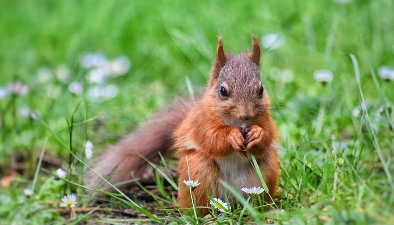 A small red squirrel sits upright nibbling with tiny paws, centered in lush green grass dotted with small white flowers, with shallow depth of field blurring the meadow backdrop.