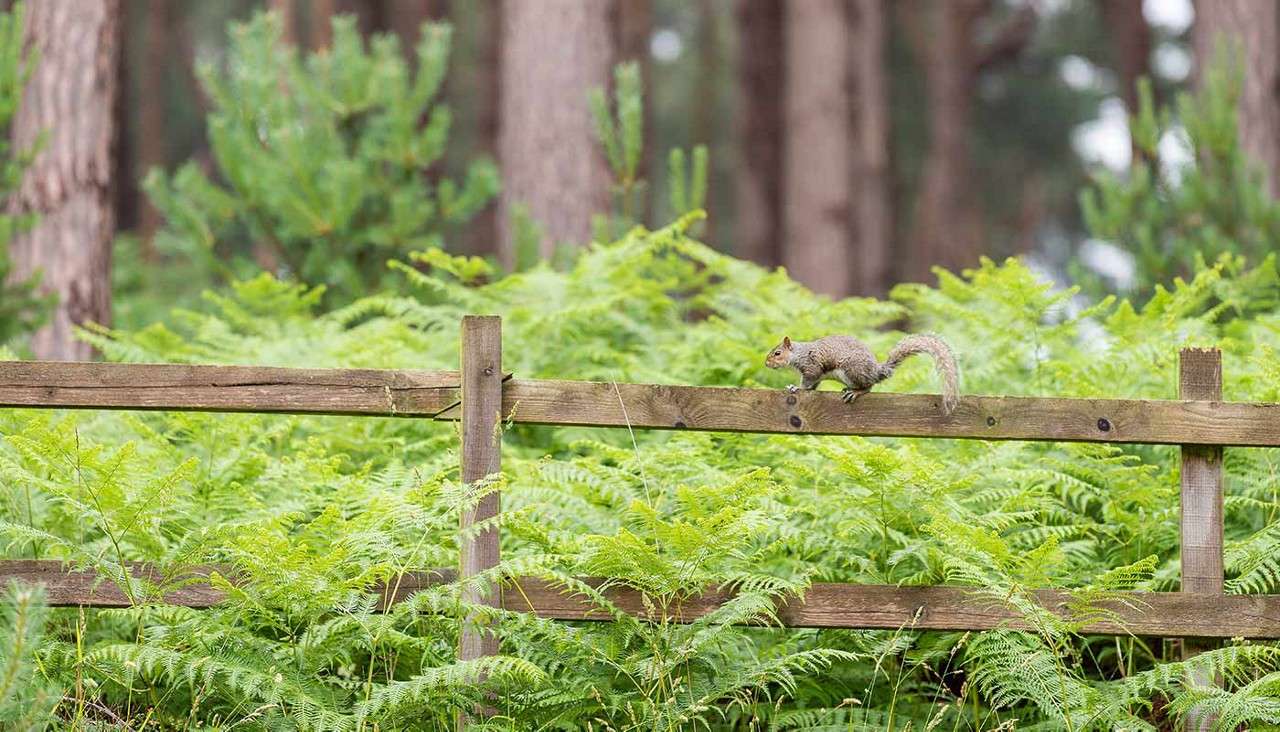 Squirrel trots along a wooden fence rail, tail raised. Surrounding green ferns blanket the ground, with tall pine trunks and soft-focus forest beyond, creating a quiet woodland setting.