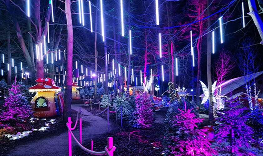 Lit up pathway with lights hanging from the tree.