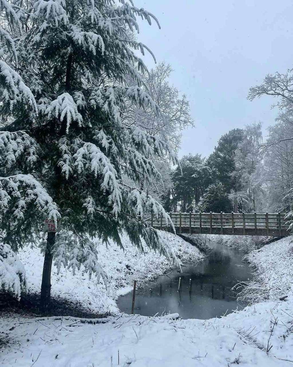 Snow at Sherwood Forest.