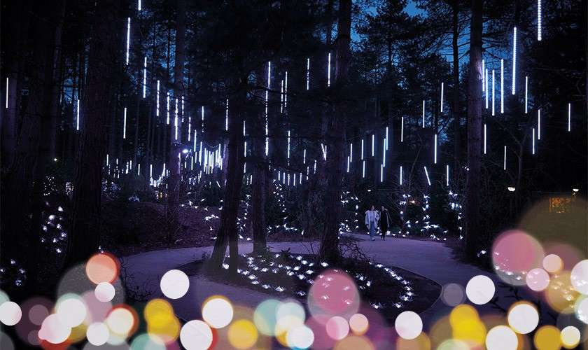 Pixies looking up at the lights in the Enchanted Light Garden