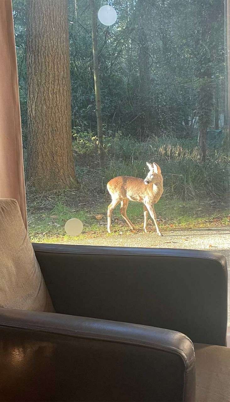 A young deer pauses and looks back, standing on a sunlit path, viewed through a window from a living room with a sofa; forest trees and undergrowth fill the background.