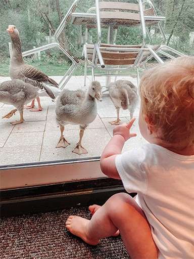 A baby looking through a window at ducklings outside the lodge.