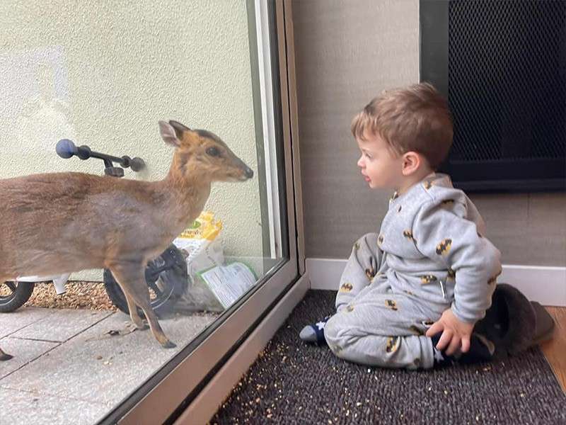 A toddler and a baby muntjac deer staring at each other between the glass patio doors of a lodge.