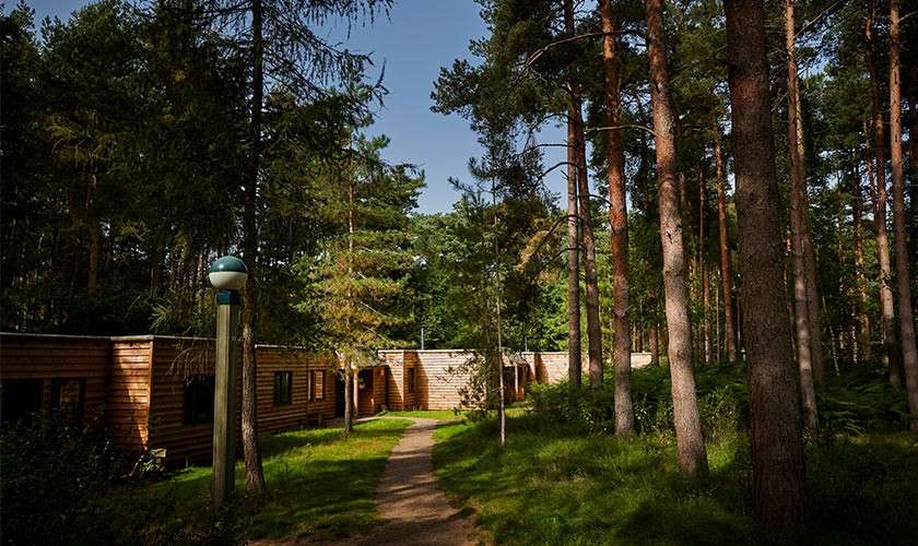 Wooden cabins sit along a winding path, sheltered by tall pine trees. Sunlight filters through branches, casting shadows on a grassy forest floor, with a simple lamppost marking the walkway.