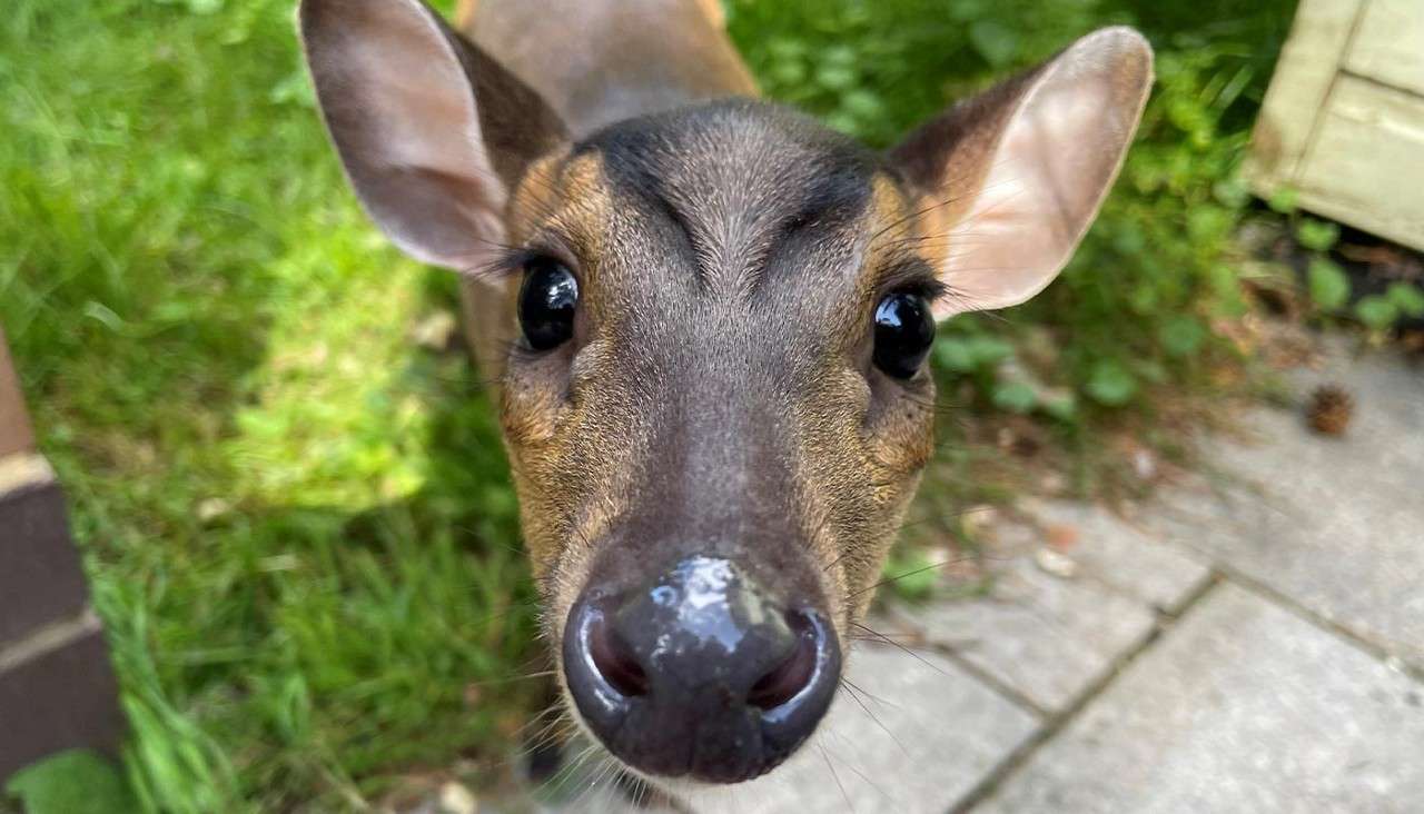 A deer on the patio at a Center Parcs lodge