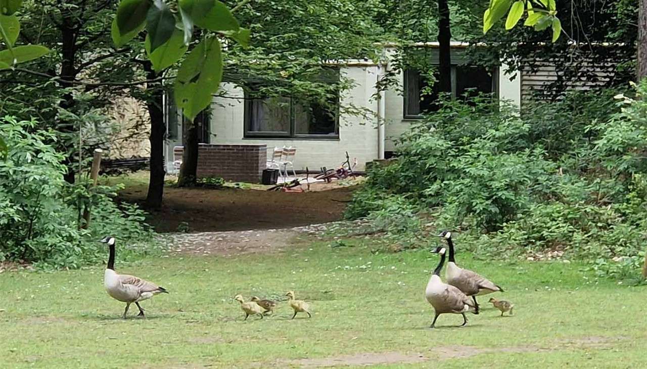 A family of ducks walking on the grass