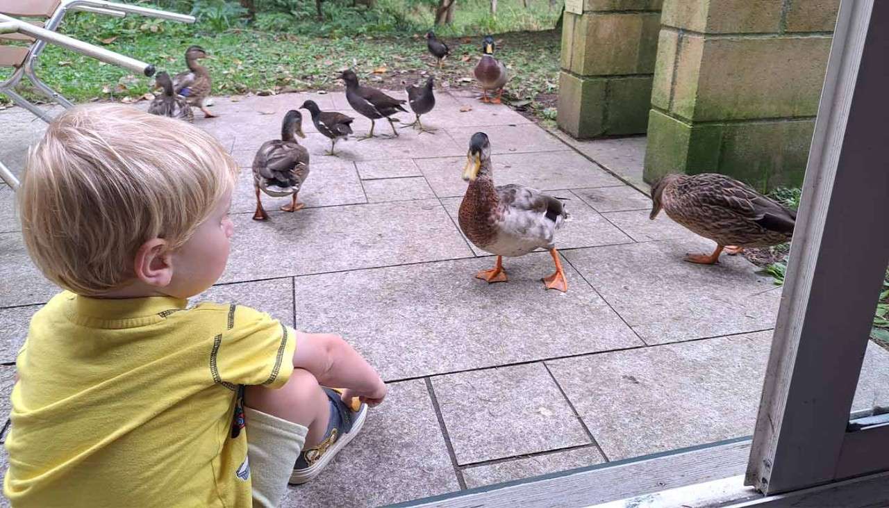 A toddler looking at ducks on a lodge's patio