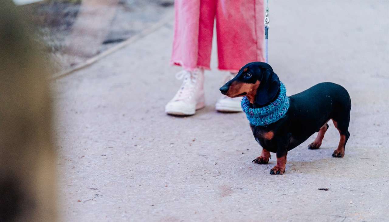 Sausage dog with a winter neck warmer on a walk.