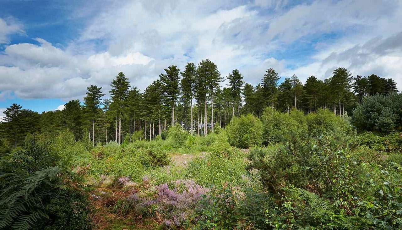 A family cycling through the forest