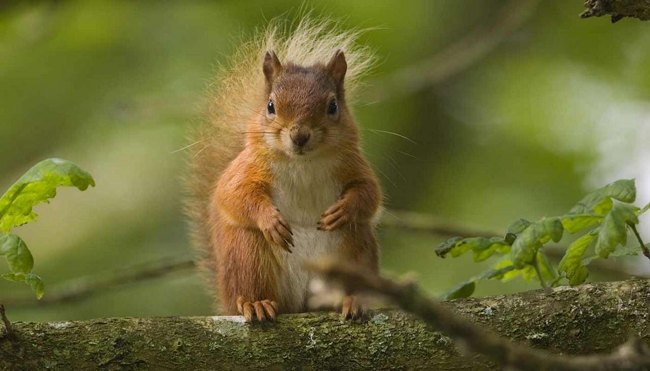 Red Squirrel