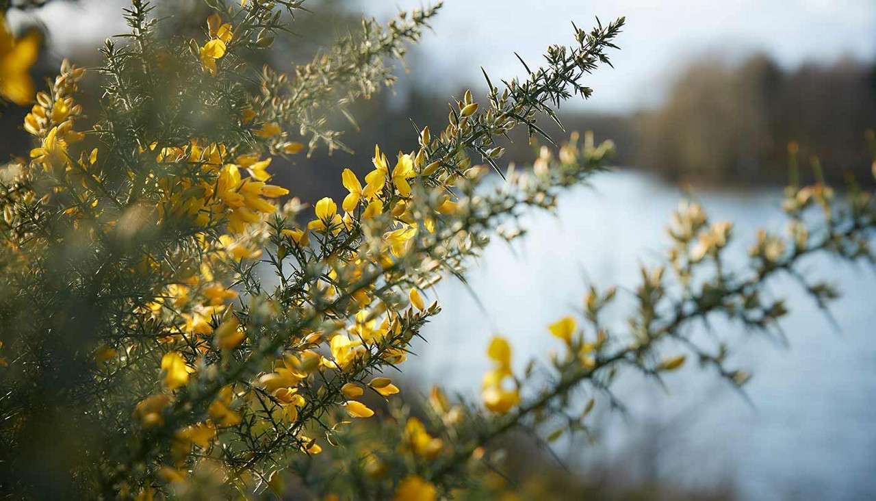 Yellow flowers in front of the lake