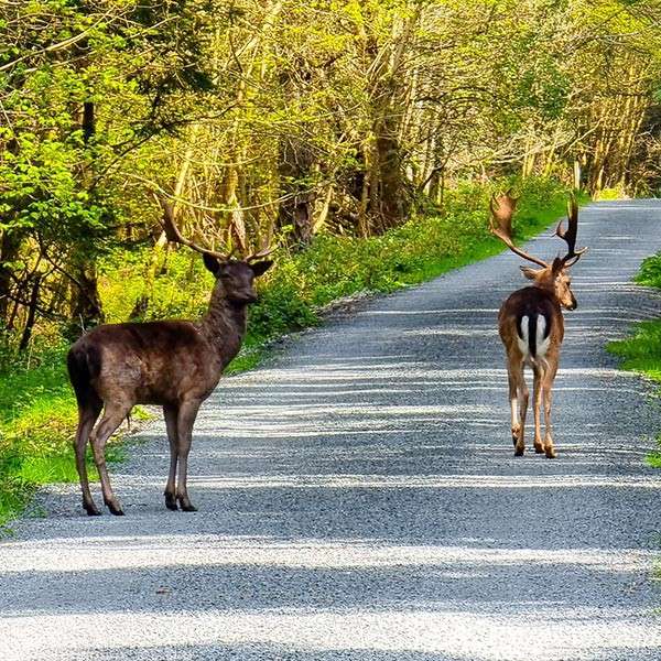 Two deers in the forest