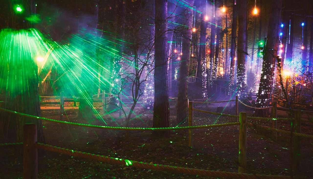 Christmas lights in forest