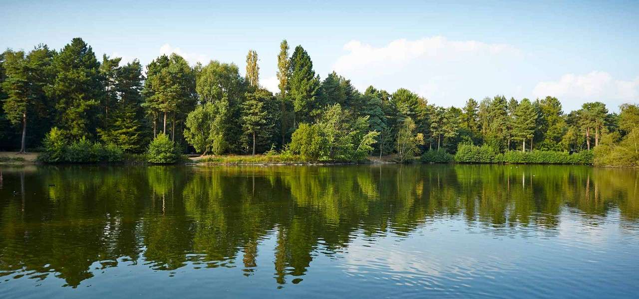  A view of woodland overlooking a lake