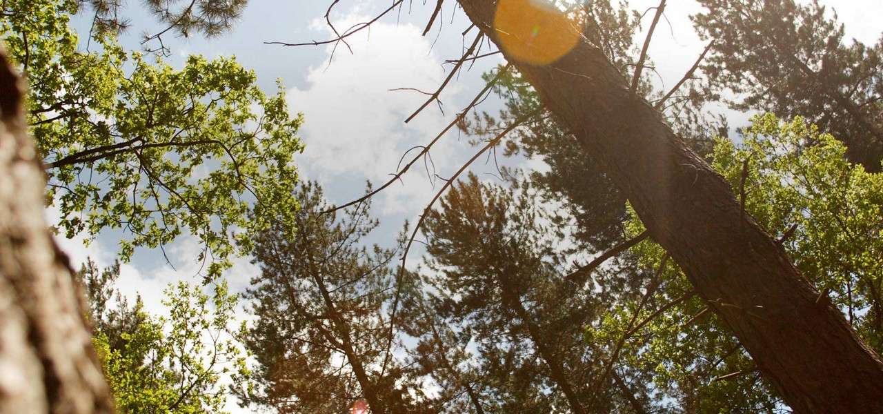 View of trees looking up from ground up to the sky