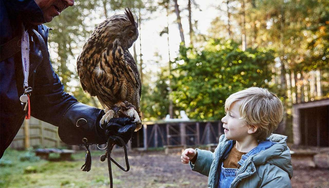 Owl perches on a handler’s gloved arm, gazing at a curious child reaching toward it, in a wooded outdoor area with fencing and animal enclosures visible in soft morning light.