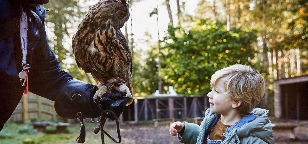 Small owl