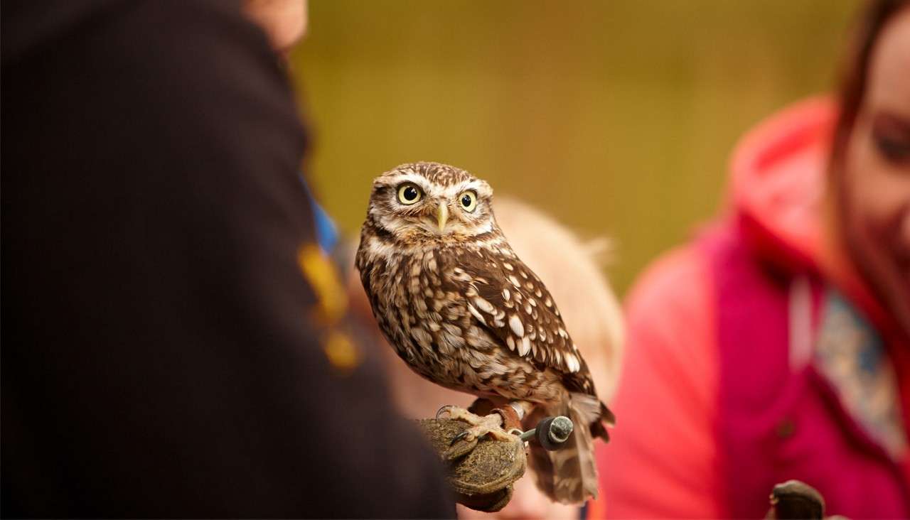 Baby Owls