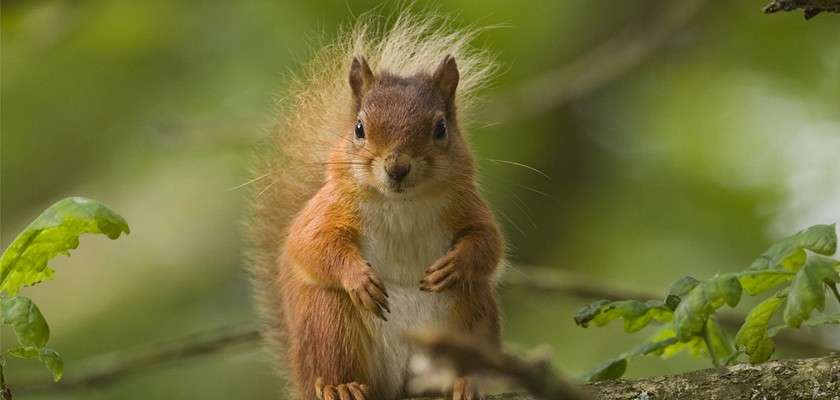 a red squirrel