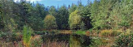 Woodland and lake