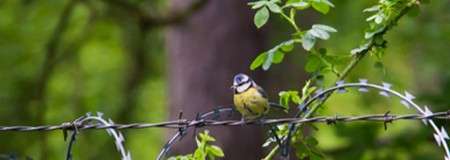 Baby blue tit