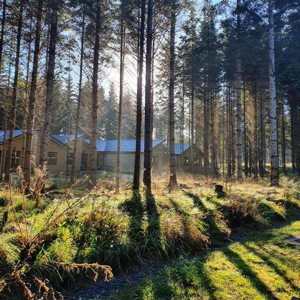 A view of lodges through trees in the forest 