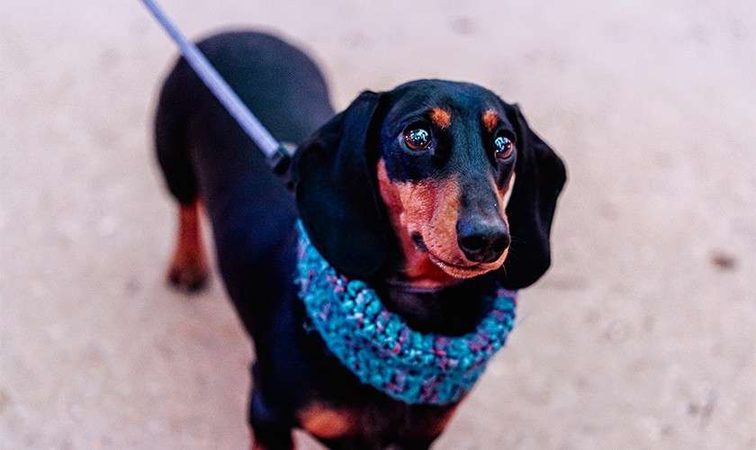 A dog.