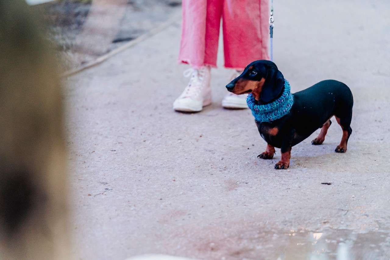 Dachshund stands alert on a leash, wearing a teal knitted neck warmer, beside its owner's pink pants and white sneakers, on a paved path with a small puddle nearby.