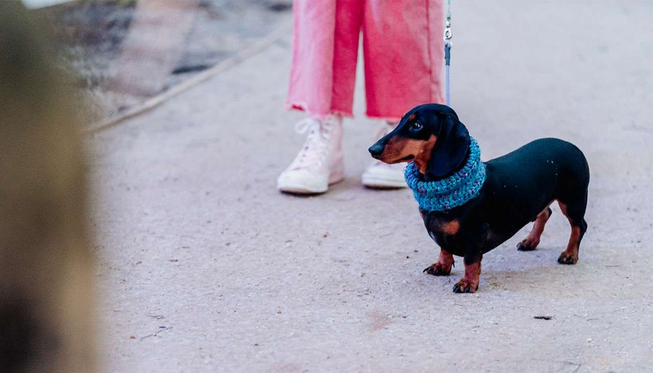 Dachshund stands alert on a leash, wearing a blue knitted neck warmer, looking right; beside a person’s pink pants and white sneakers on a paved path outdoors.