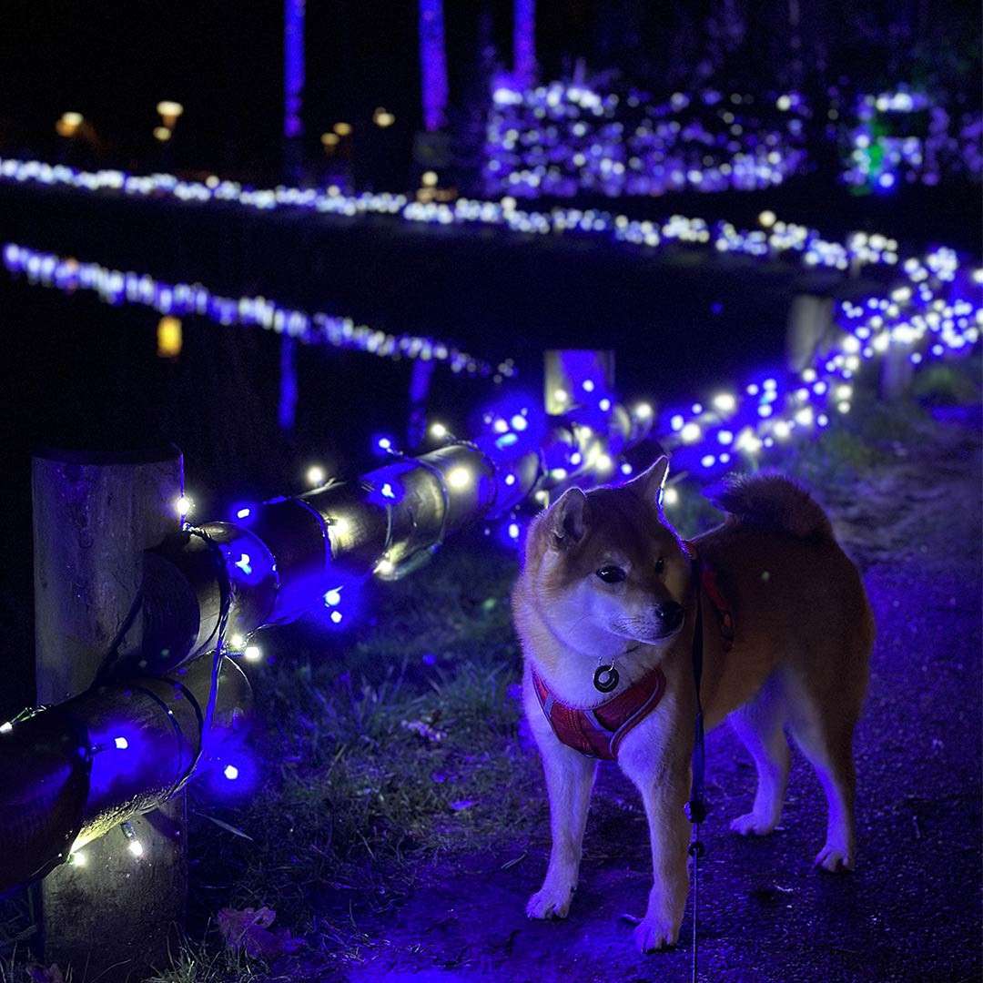 Dog stands alert, facing sideways, wearing a red harness, leash attached. Blue and white string lights wrap a wooden fence along a nighttime path beside water and trees.