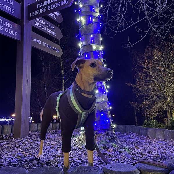 A dog at Center Parcs in the winter