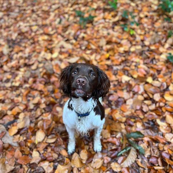 A dog surrounded by leaves.