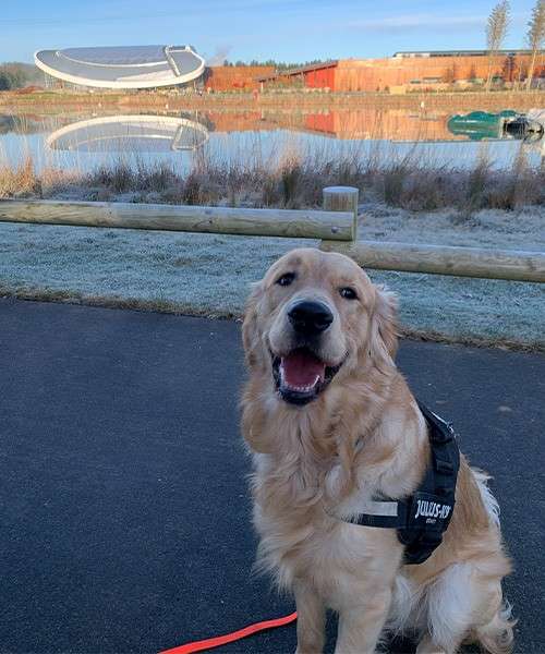 Golden Retriever sat outside the lake