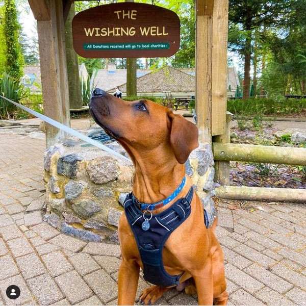 Dog in harness sits and looks upward, leashed, beside a stone wishing well in a park-like setting. Text: "THE WISHING WELL" and "All donations received will go to local charities."