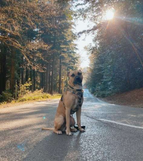 A tan dog wearing a harness sits calmly on an empty paved road, facing forward, while sunlight filters through tall forest trees lining both sides, creating soft lens flare.