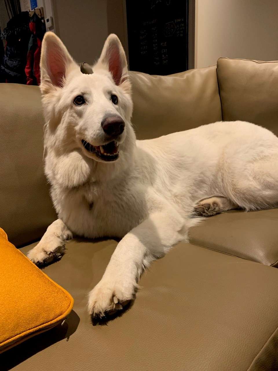 A dog sitting on the sofa in a lodge