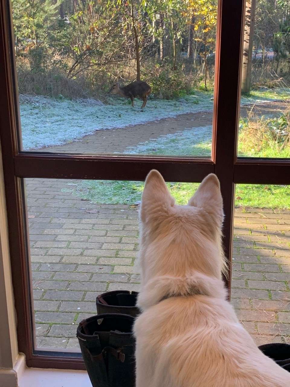 White dog sits indoors, watching a deer grazing outside through a large window; frost dusts the grass, brick path curves past bushes and trees in a sunlit backyard.