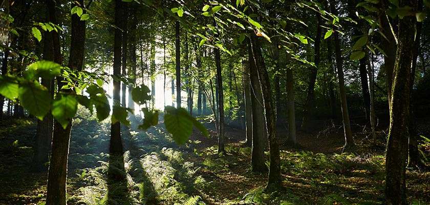 Sunlit trees cast long shadows, filtering beams through a leafy canopy, while ferns carpet the forest floor in a tranquil woodland setting.