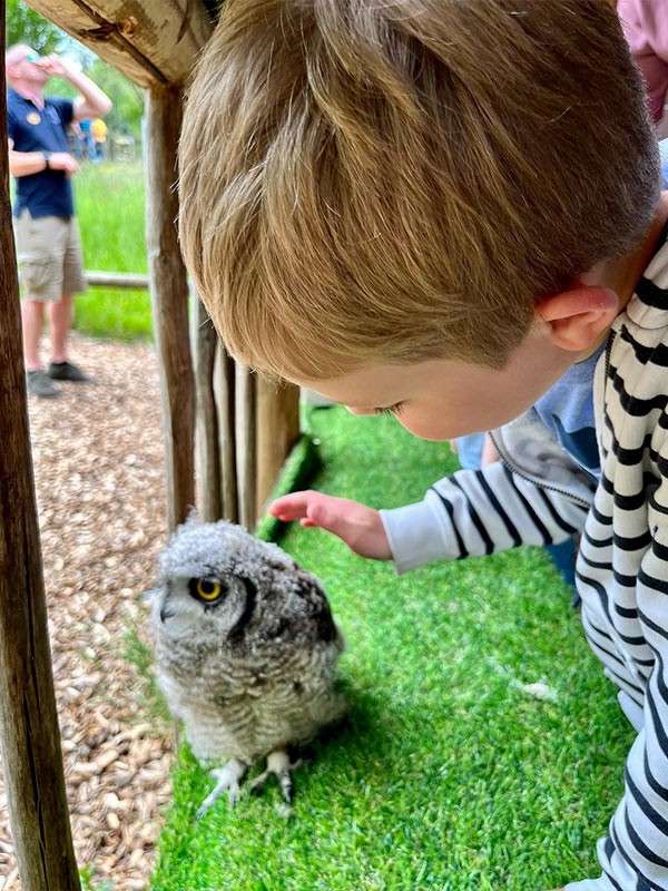 A boy gently petting an owl.