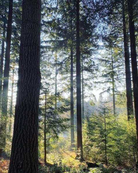 Tall trees in the forest